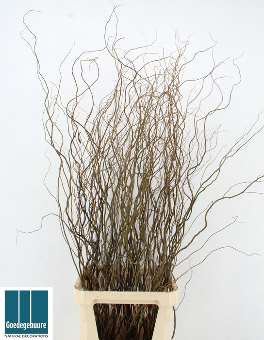 <h4>SALIX B TORTUOSA</h4>