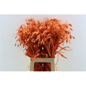 Dried Chasmantium Orange Stem