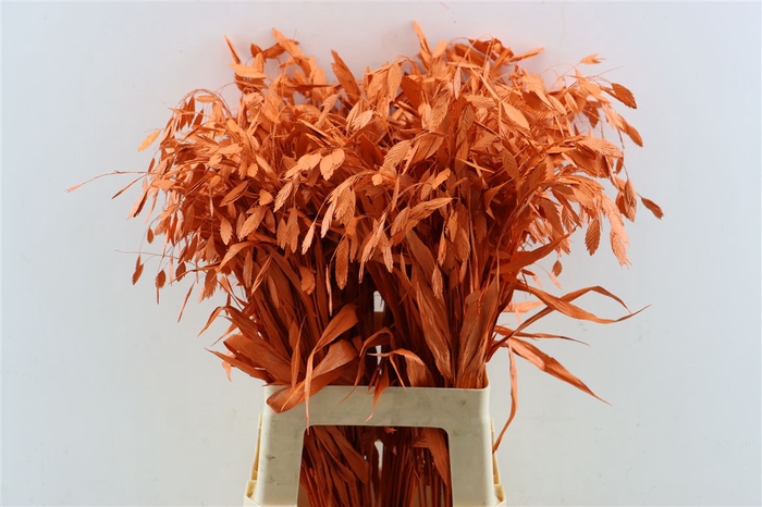 <h4>Dried Chasmantium Orange Stem</h4>