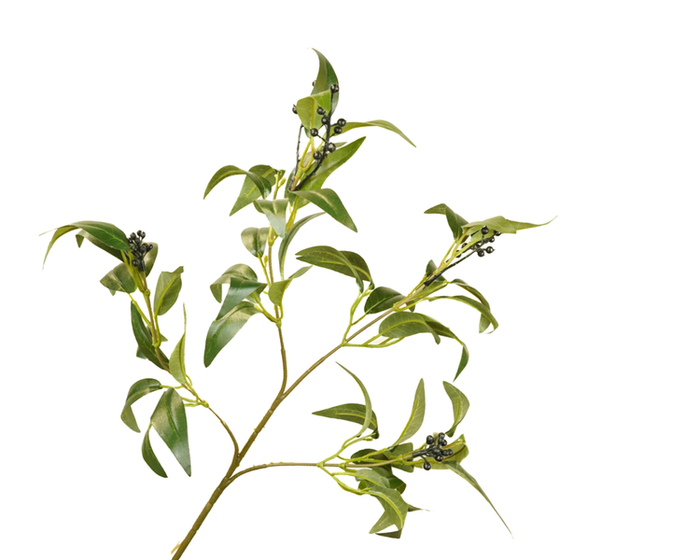Ruscus Berry Branch Green