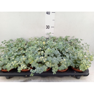 Sedum sieboldii 'Mediovariegatum'