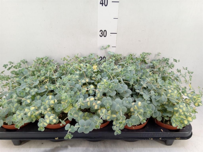 <h4>Sedum sieboldii 'Mediovariegatum'</h4>