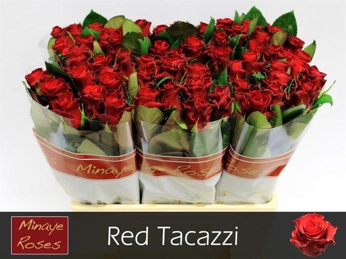 <h4>R GR RED TACAZZI</h4>