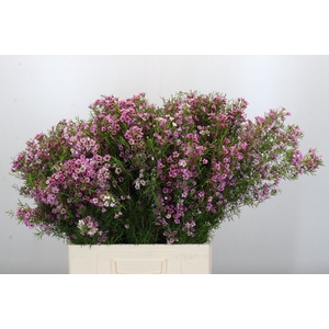 Chamelaucium Kerryn