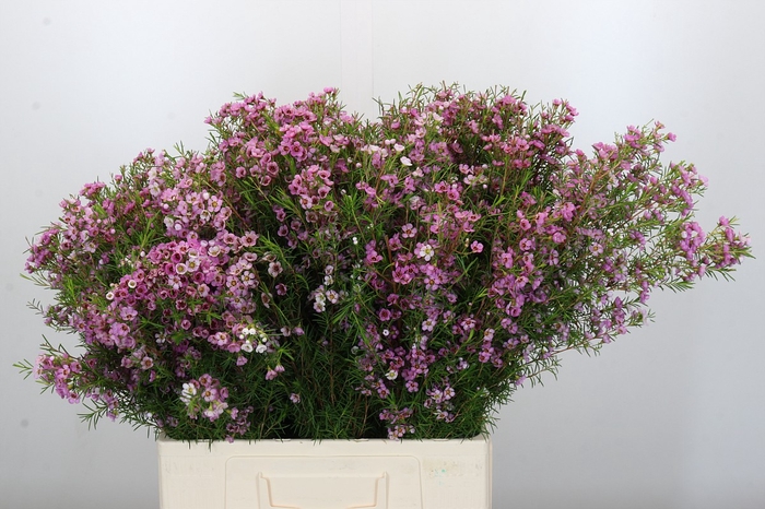 <h4>Chamelaucium Kerryn</h4>