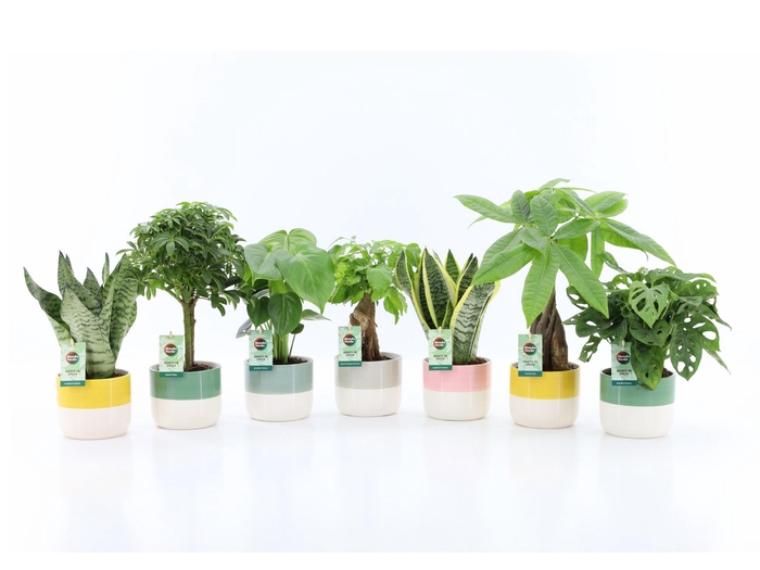 Easy to Care mix in Two Tone keramiek