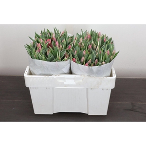 Tu En Pretty Princes