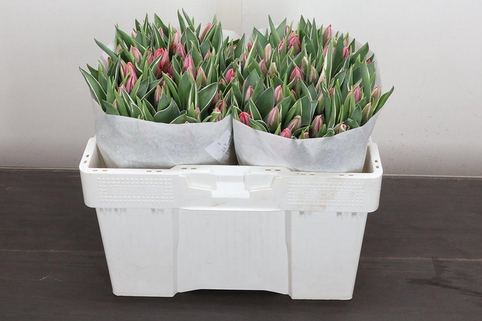 <h4>Tu En Pretty Princes</h4>