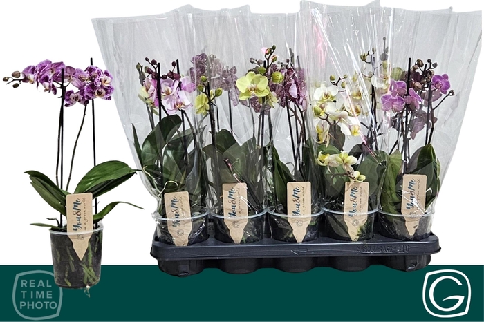 <h4>PHAL MF GEM 4 KL</h4>