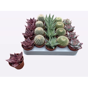CACTUS + SUCCU GEM