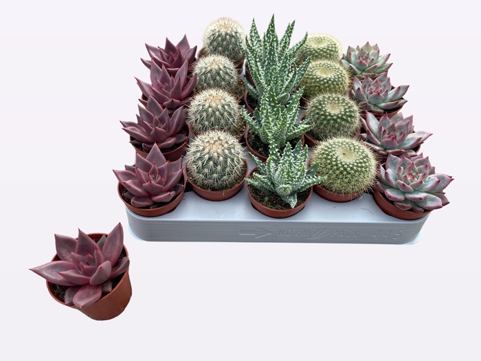<h4>CACTUS + SUCCU GEM</h4>