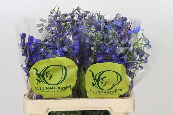 <h4>Delph En Belladonna Volkerfrieden Oriental Blue</h4>