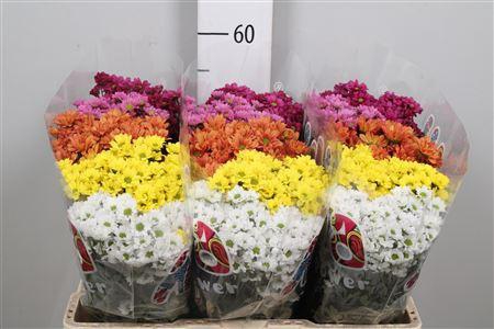 <h4>Chr S Mad Gem 5 Kl</h4>