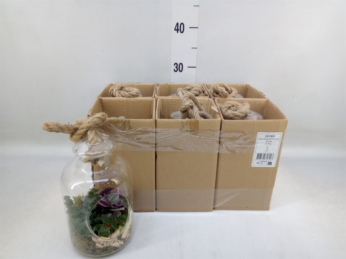 <h4>Arr.   Kamerplant Groen L%</h4>