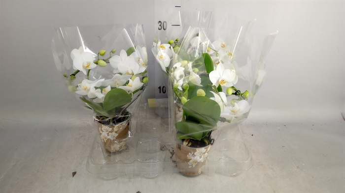 <h4>Phalaenopsis multi.   ...white</h4>