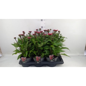 Echinacea purp. 'Sunmagic'