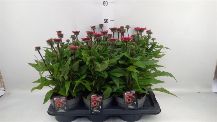 <h4>Echinacea purp. 'Sunmagic'</h4>