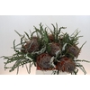 Banksia Speciosa Cones Hairy