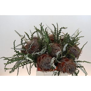 Banksia Speciosa Cones Hairy