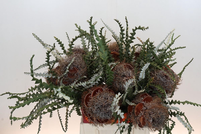 <h4>Banksia Speciosa Cones Hairy</h4>