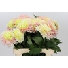 Dahlia Just Married