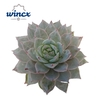Echeveria Blue Bird Cutflower Wincx-8cm