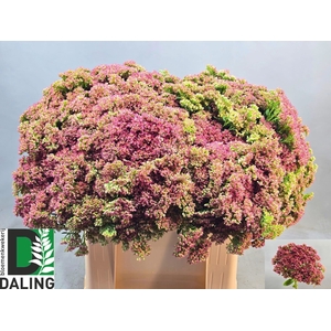 SEDUM SPECTABILE