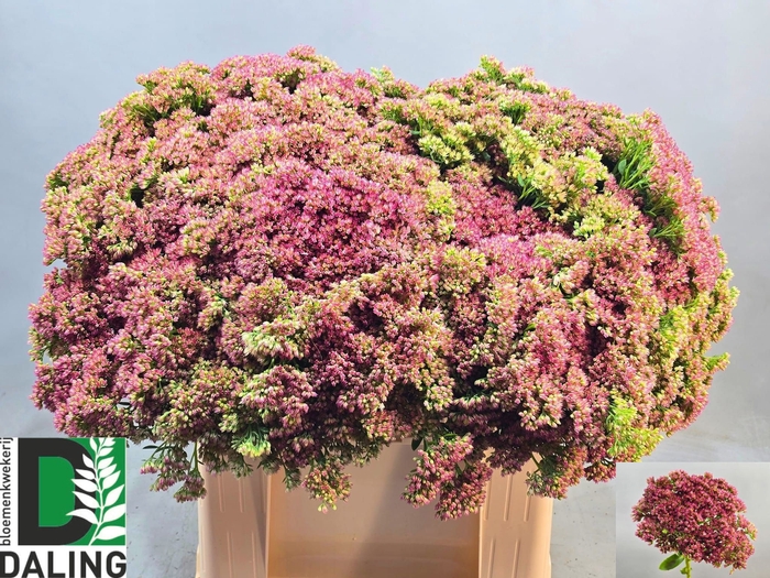 <h4>SEDUM SPECTABILE</h4>