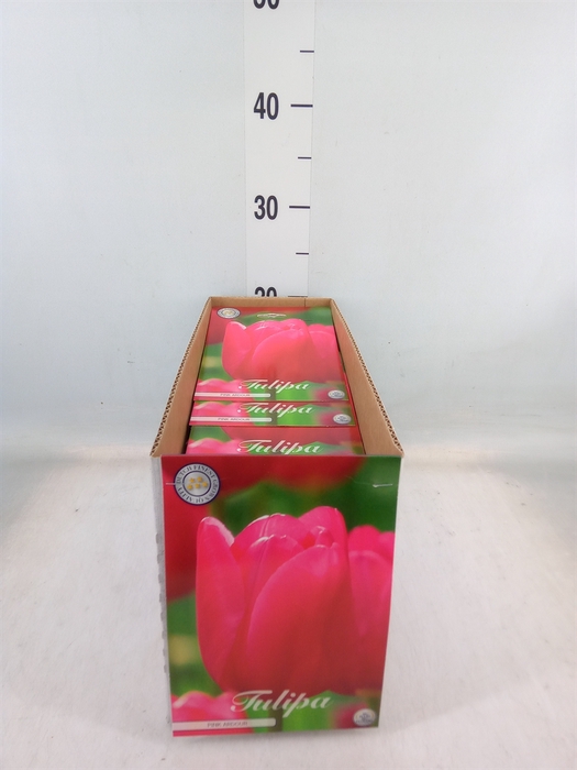 <h4>Tulipa   ...flowerbulbs</h4>