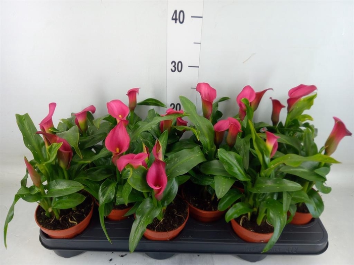 <h4>Zantedeschia ...</h4>