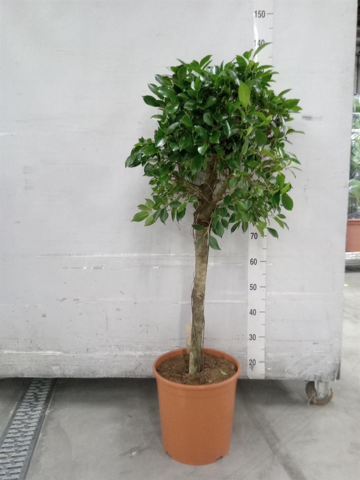 <h4>Ficus   ...</h4>