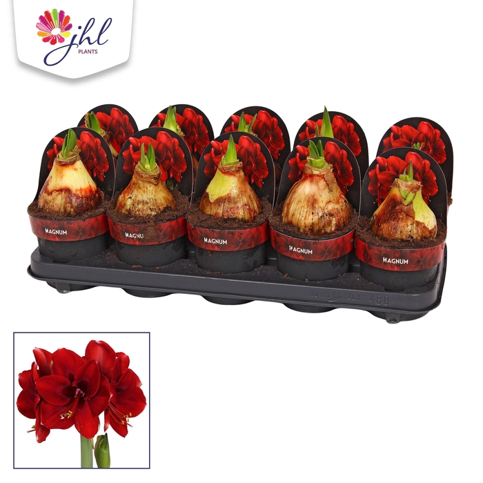<h4>Amaryllis Magnum</h4>