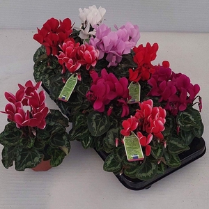.Cyclamen persicum midi super serie allure