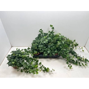Hedera helix Wonder 13Ø 40cm