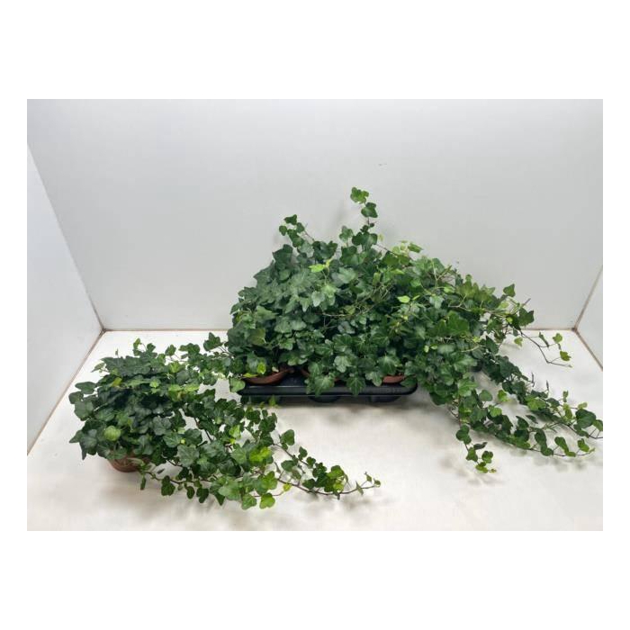 <h4>Hedera helix Wonder 13Ø 40cm</h4>