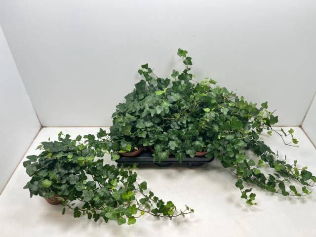 Hedera helix Wonder 13Ø 40cm