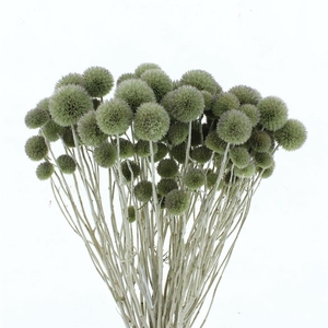 Dried Natural Eryngium Spray