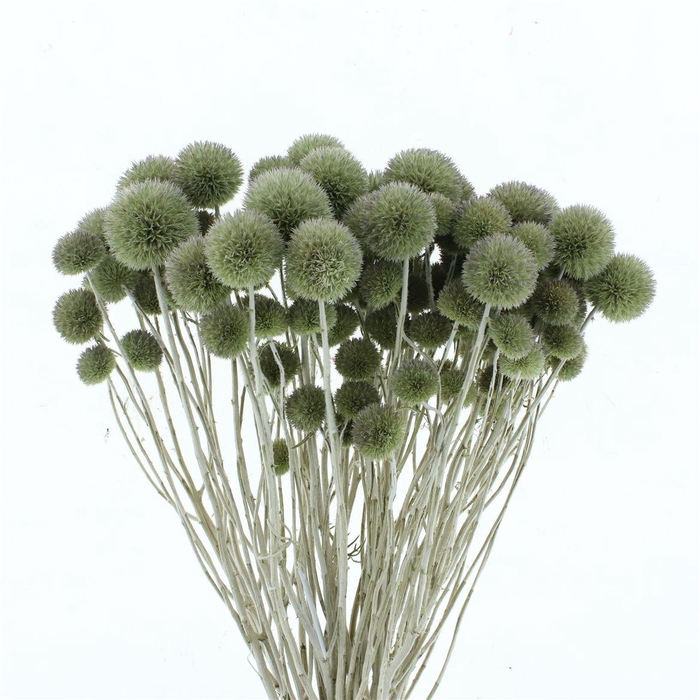 <h4>Dried Natural Eryngium Spray</h4>
