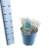 Miscanthus sinensis Malepartus