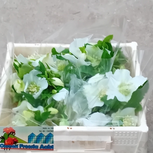 HELL OR QUEENS WHITE