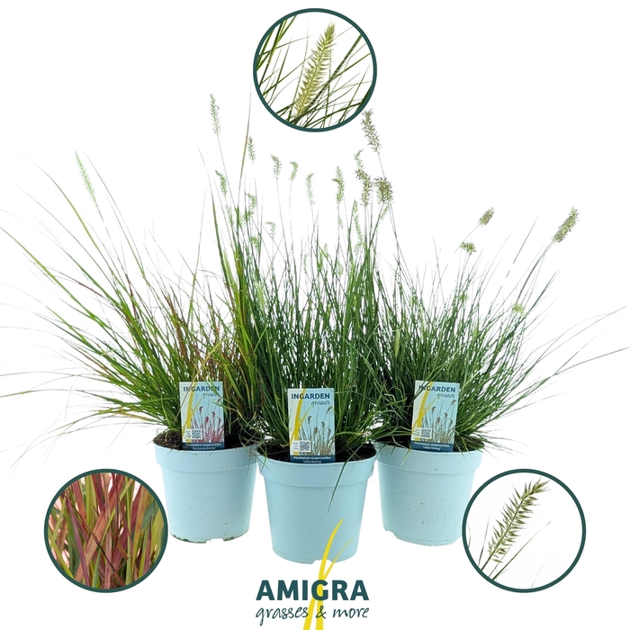 <h4>Pennisetum alop. Mix</h4>