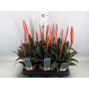 Vriesea  'Era'