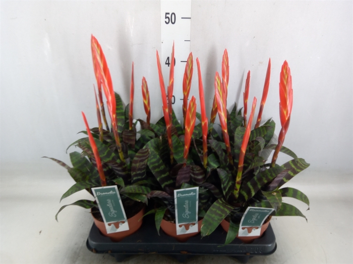 <h4>Vriesea  'Era'</h4>
