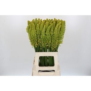 Eremurus Stenophyllus