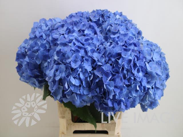 <h4>Hydrangea bela blue</h4>