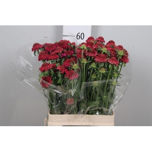 Scab At Raspberry Scoop