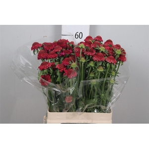 Scab At Raspberry Scoop