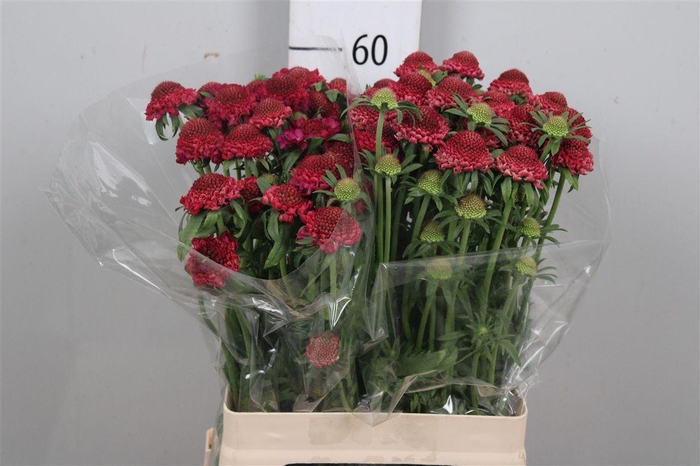 <h4>Scab At Raspberry Scoop</h4>