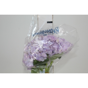 HORTENSIA FORCE LILAS 060 CM