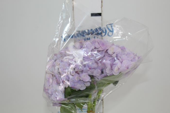 <h4>HORTENSIA FORCE LILAS 060 CM</h4>